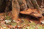 01ED0084 Ganoderma applanatum Copyright Mike Read